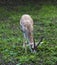 Persian gazelle Gazella subgutturosa