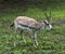 Persian gazelle Gazella subgutturosa