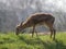 Persian gazelle grazing on meadow