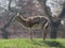 Persian gazelle on meadow