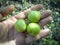 Persian green sour plum on hand
