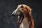 Persian greyhound dog with fluffy fur against dark background