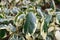 Persian ivy Hedera colchica Dentata Variegata, variegated leaf