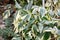 Persian ivy Hedera colchica Dentata Variegata, variegated leaves