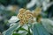 Persian ivy Hedera colchica, greenish buds