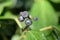 Persian ivy Hedera colchica, ripe fruit