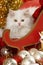 Persian kitten lying in a red santa sledge