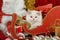 Persian kitten lying in a red santa sledge