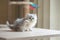 Persian kitten playing feather toy on wood table