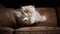 Persian Kitten\\\'s First Leap onto the Sofa