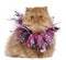 Persian kitten wearing pink ribbons