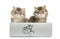 Persian kittens sitting in a silver present box,