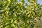 Persian Lime Tree with its fruit growing in strong sun in Italy