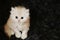 Persian little furry kitten. Sweet fluffy cream color kitty. Blue eyes. Black background with place for text. Beautiful funny