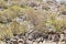 The Persian Oak forest in Zagros mountains during early spring season , Western Iran