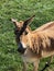 Persian Onager animal in grassy field