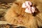 Persian red cat with a bow