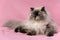 Persian seal tortie colorpoint cat