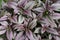 Persian Shield plant with stunning color of purple leaves