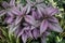 Persian Shield plants with stunning color of purple leaves