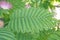 Persian silk tree Albizia julibrissin, feathery, compound leaf