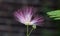 Persian silk tree Albizia julibrissin, flower black background