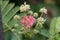 Persian silk tree Albizia julibrissin, flower and buds