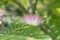 Persian silk tree Albizia julibrissin, flower and leaf