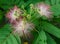 Persian Silk Tree Bloom