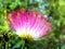 Persian Silk Tree Flower