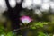 Persian Silk Tree Flower in full bloom in a nice soft bokeh background