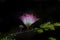 Persian Silk Tree Flower in full bloom in a nice soft dark background