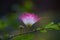 Persian Silk Tree Flower in full bloom in a nice soft dark background