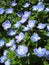 Persian speedwell close-up