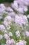 Persian stonecress, Aethionema grandiflorum, pink flowers