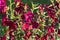 Persian tobacco, Nicotiana alata red flowering plant growing in the garden