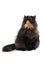 Persian tortie cat (PER f 62) on white background