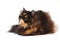 Persian tortie cat on the white background