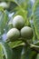 Persian Walnut - unripe fruits