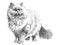 Persian white fluffy cat hand drawn sketch illustration