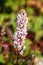 Persicaria affinis `Superba`