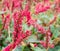 Persicaria amplexicaulis `Fat Domino`, blooming red in autumn in botany. Poland, Europe