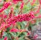 Persicaria amplexicaulis `Fat Domino`, Persicaria amplexicaulis blooming red in autumn in botany. Poland, Europe