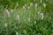 Persicaria bistorta with light white flowers