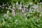 Persicaria bistorta with light white flowers