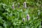 Persicaria bistorta with light white flowers