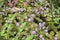 Persicaria capitata in bloom, prostrate herb
