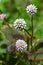 Persicaria capitata (Pink head knotweed) flowers. Polygonaceae perennial creeping plant native to the Himalayas.