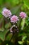 Persicaria capitata (Pink head knotweed) flowers. Polygonaceae perennial creeping plant native to the Himalayas.