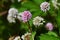 Persicaria capitata (Pink head knotweed) flowers. Polygonaceae perennial creeping plant native to the Himalayas.